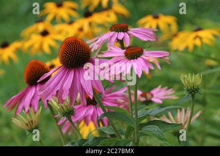 Cappello viola sole Echinacea purpurea fiorisce di fronte al cappello giallo sole Rudbeckia fulgida Foto Stock