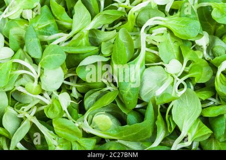 Cibo naturale - sfondo verde insalata di mais (mache, feld salat, etc) close-up Foto Stock