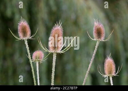 Bancarelle di frutta della carta selvaggia Dipsacus fullonum Foto Stock