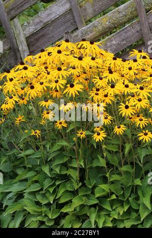 Cappello di sole Rudbeckia fulgida al recinto del giardino Foto Stock