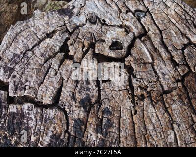 vecchia superficie di legno fessurata in decadimento con anelli e linee di alberi in un modello geometrico concentrico Foto Stock