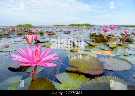 Bellissima natura di molti rossi fiori di loto, vicino indiano rosso giglio di acqua o Nymphaea Lotus nello stagno a Thale Noi uccelli acquatici Parco Riserva Foto Stock