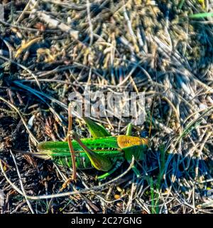 Grande bush-cricket verde (Tettigonia viridissima) - grandi specie di katydid Foto Stock