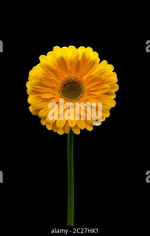 Bel colore giallo fiore di gerbera isolata su uno sfondo nero. Foto Stock