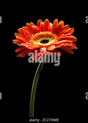 Bel rosso e orange gerbera fiore isolato su uno sfondo nero. Foto Stock