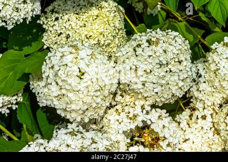Hydrangea macrophylla conosciuta come bigleaf, francese o moophead hydrangea, penny mac e hortensia Foto Stock