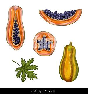 Set di papapapaya matura. Pawpaw frutti estivi disegnati a mano. Papaya intero, a metà e a fette. Illustrazione vettoriale. Design per menu ristorante, negozio, mercato, mea Illustrazione Vettoriale