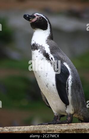 humboldt pinguino (Sfenisco humboldti) Foto Stock