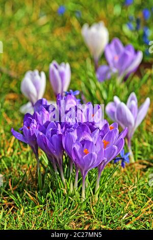 I crocuses fioriscono sul prato di marzo Foto Stock