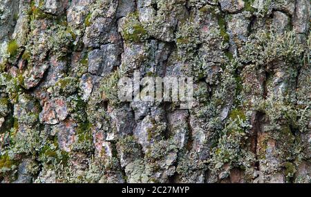 Corteccia di quercia, muschio verde e corteccia coperta di licheni, primo piano Foto Stock