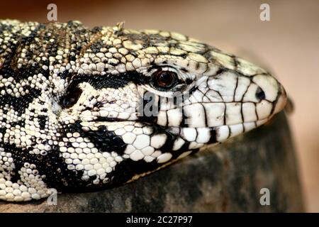 Mostro di Gila (Heloderma supectum) Foto Stock