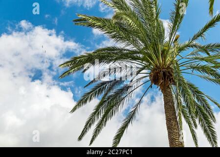 Corona di palme contro il cielo nuvoloso. Natura tropicale dell'isola. Foto Stock