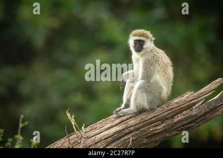 Vervet monkey siede sul log occhiatura fotocamera Foto Stock