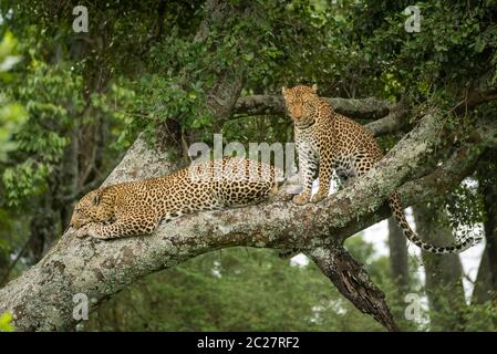 Due leopardi sit e giacciono nella struttura ad albero Foto Stock