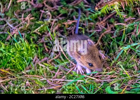 Giovane banca vole (Myodes glareolus, ex Clethrithronys glareolus) nascosto nell'erba Foto Stock