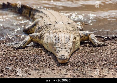 Grande coccodrillo del Nilo Crocodylus niloticus, più grande di acqua fresca coccodrillo in Africa in appoggio sulla sabbia a fior d'acqua cade, Etiopia, Africa wildlife Foto Stock