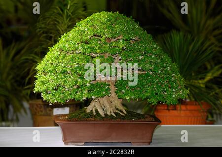 Albero bonsai artificiale arancione in ristorante giapponese con punto di  messa a fuoco selettivo Foto stock - Alamy