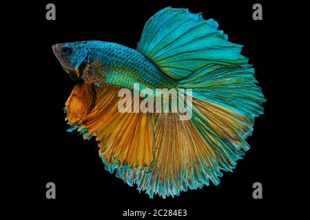 pesci di Betta Foto Stock