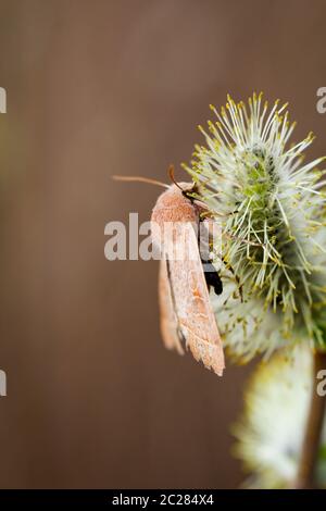 In prossimità di una farfalla o sconnesso Foto Stock