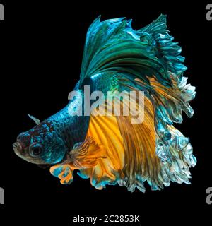 pesci di Betta Foto Stock