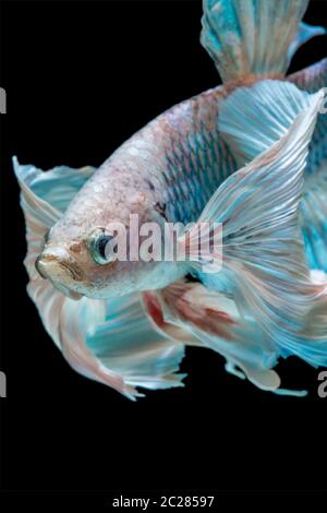 pesci di Betta Foto Stock