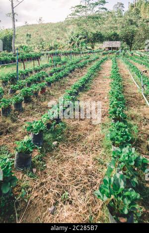 azienda agricola della fragola Foto Stock