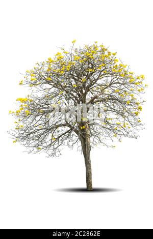 albero d'oro, tabebuia isolato su sfondo bianco Foto Stock