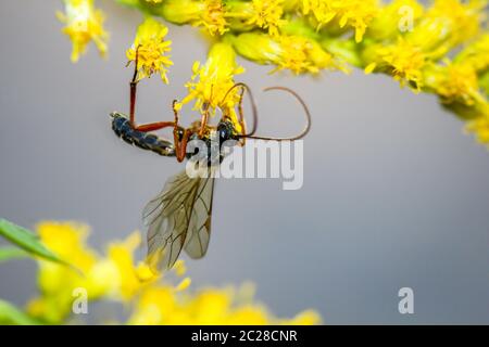 un'ape, vespa, insetto su un fiore, pianta Foto Stock