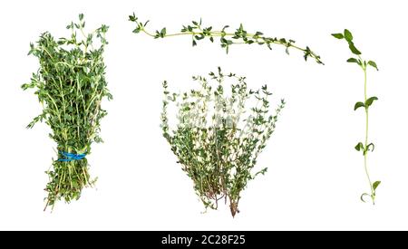 Vari grappoli e rametti di timo fresco herb isolati su sfondo bianco Foto Stock