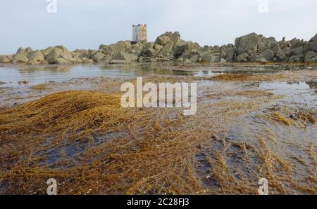 Le alghe invasive noto come giapponese o erbacce erbacce di filo Foto Stock