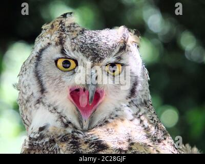 Long eared owl guardando la fotocamera in stretta fino a becco aperto Foto Stock