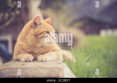 Primo piano immagine di gatto tabby rosso che si rilassa in giardino Foto Stock