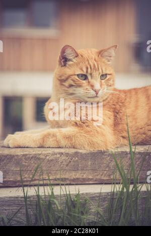 Primo piano immagine di gatto tabby rosso che si rilassa in giardino Foto Stock