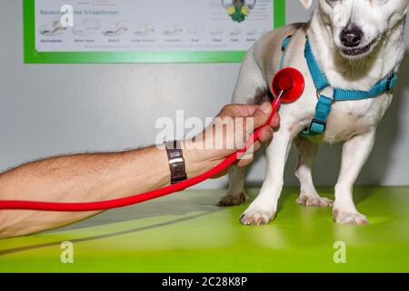 il piccolo animale domestico bianco sta esaminando all'ufficio dei veterinari Foto Stock