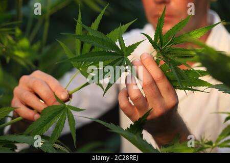 Biologo scienziato lavora in campo canapa Foto Stock