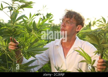 Biologo scienziato lavora in campo canapa Foto Stock