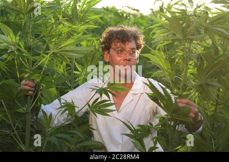 Biologo scienziato lavora in campo canapa Foto Stock