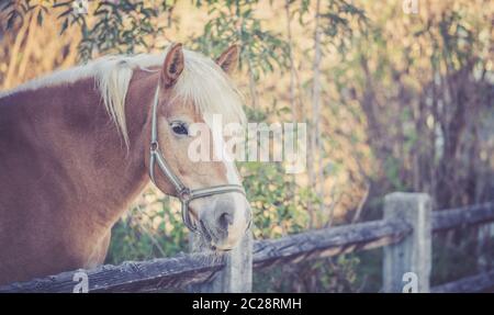Il cavallo di castagno si affaccia sulla recinzione Foto Stock