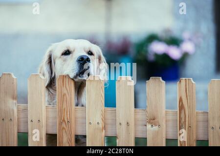 Il cane curioso guarda sopra la recinzione del giardino Foto Stock