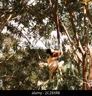 Ritratto della sifaka coronata aka Propithecus coronatus al parco dei lemuri, Antananarivo, Madagascar Foto Stock