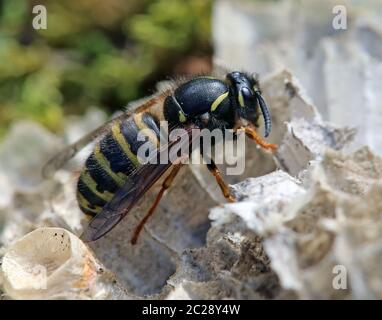 Macro Regina della Vespula Rossa Rufa dall'Hintersee vicino Mittersill Foto Stock