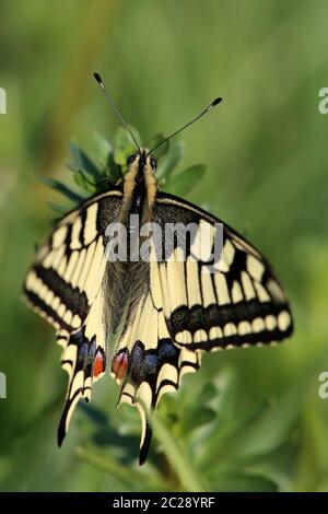 Macro coda di rondine Papilio machaon dal Saalbachnieung Foto Stock