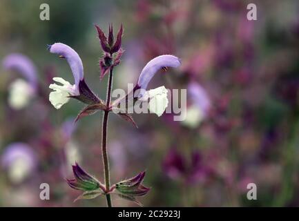 Macro Muscat Sage Salvia Foto Stock