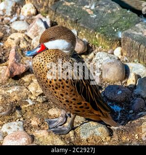 Pinaca bianca (Anas bahamensis), conosciuta anche come pinaca Bahama o anatra estiva Foto Stock