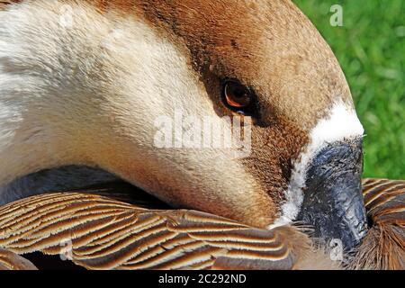 Becco da vicino in piumage oca cigno Anser cygnoides Foto Stock