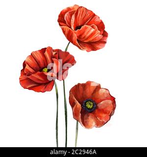 fiore rosso papavero, illustrazione dipinta con acquerelli isolati su sfondo bianco. Foto Stock