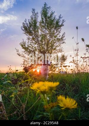 Ritratto di un cane in posa di natura su un estate il prato fiorito su un Cielo di tramonto sullo sfondo. Orange raggi di sole pierce i rami di un albero di olmo un Foto Stock