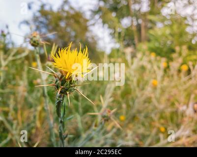 Close up yellow starthistle boccole spinosa che cresce su un selvaggio campo di steppa. Centaurea solstitialis pianta invasiva con fiori e spine. Foto Stock