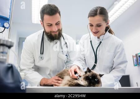 Due giovani medici veterinario esaminando un gatto diligentemente Foto Stock