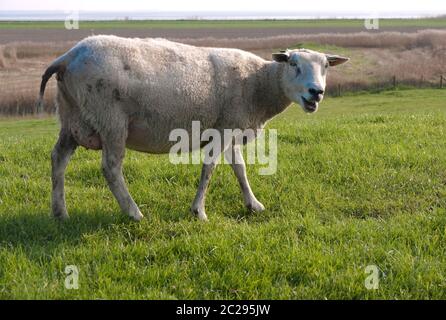 Smarginare pecore solitarie in erba verde fresca su una diga nei Paesi Bassi Foto Stock